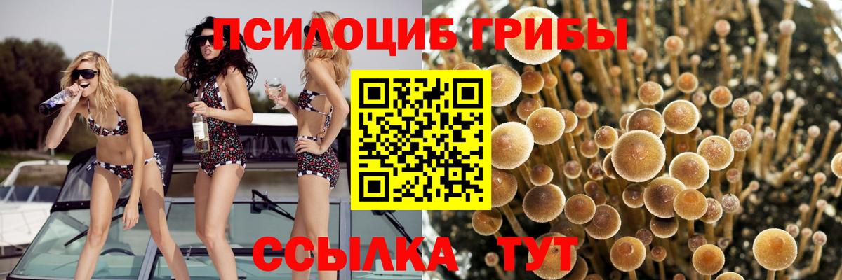 Псилоцибиновые грибы прущие грибы  Дивногорск  Псилоцибиновые грибы Psilocybe 