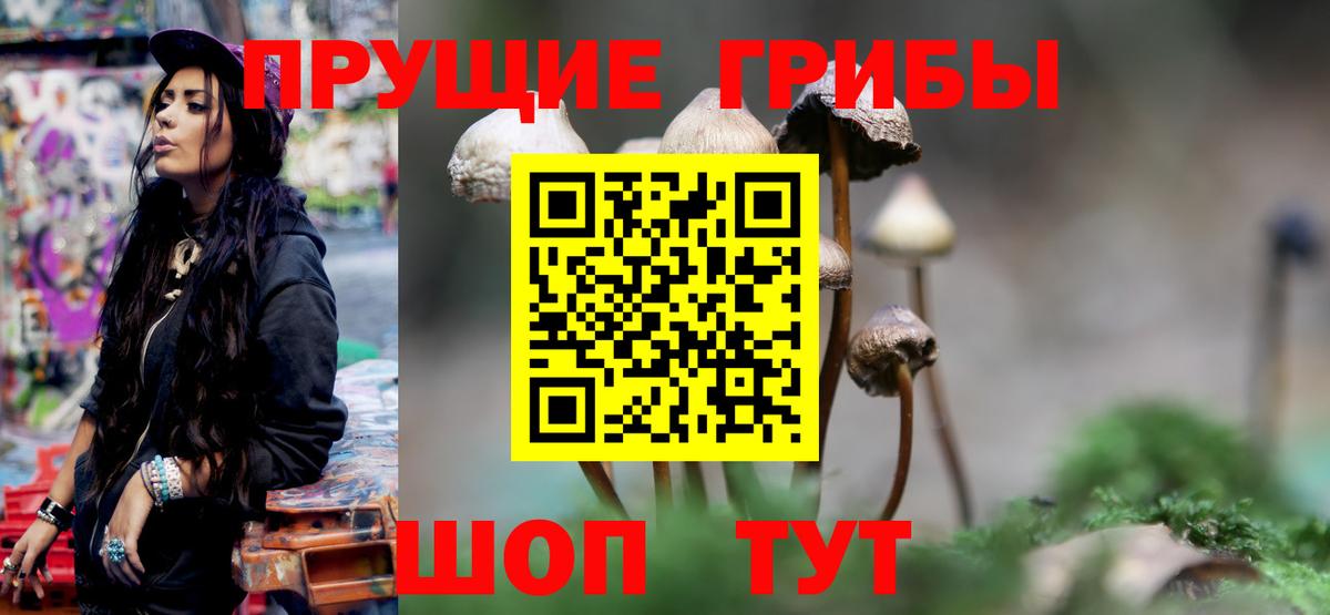 Псилоцибиновые грибы Psilocybe Дивногорск